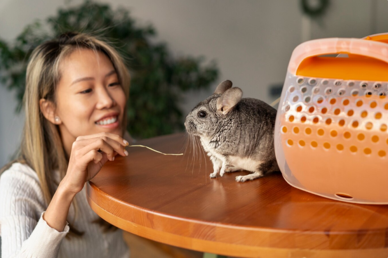Safe and Fun Small Animal Toys to Improve Your Pet’s Mood