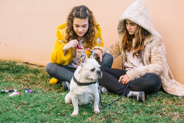 Frenchie for Adoption Resources That Help Families Prepare Better Frenchie for Adoption Resources That Help Families Prepare Better